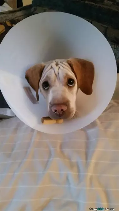 Well At Least I Have A Snack