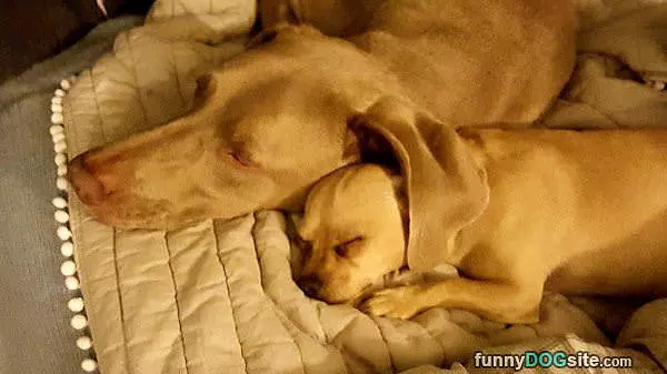 Napping Together