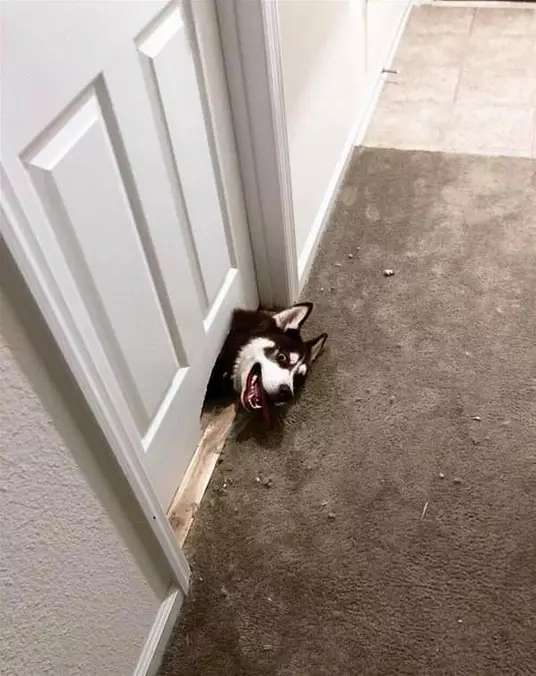 Oh Hi Guys