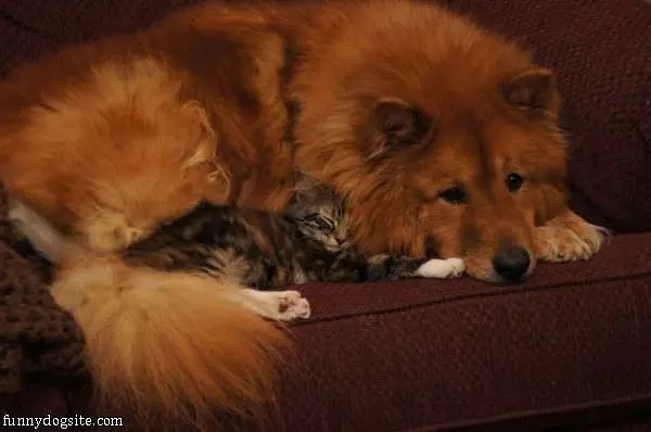 Keeping My Buddy Warm