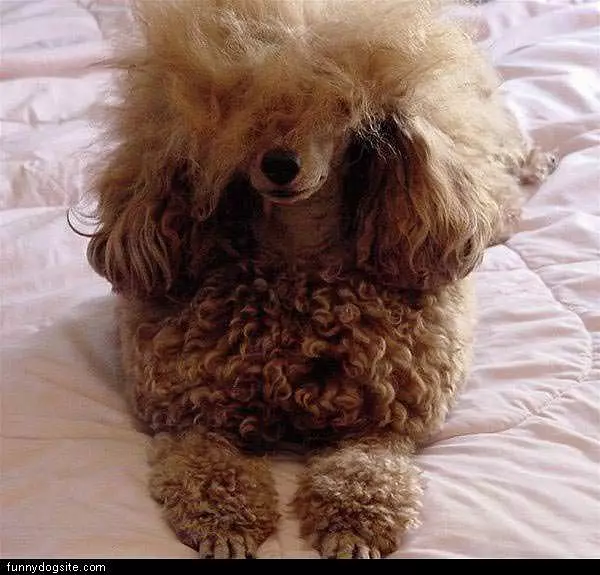 Fluffy Dog