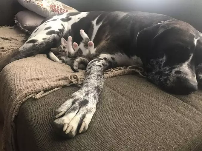 Nap Time With My Buddy