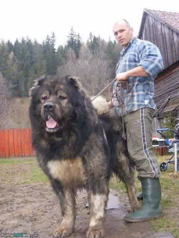 That Is One Big Dog