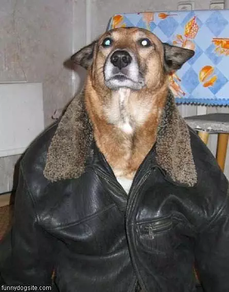Dog Person