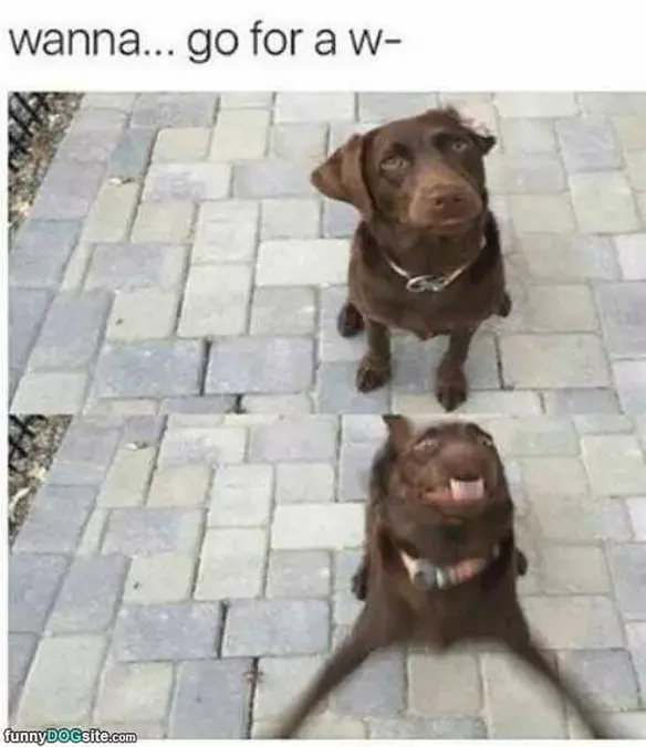 Go For A Walk