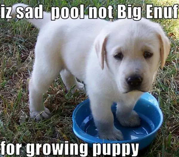 Pool Not Big Enough