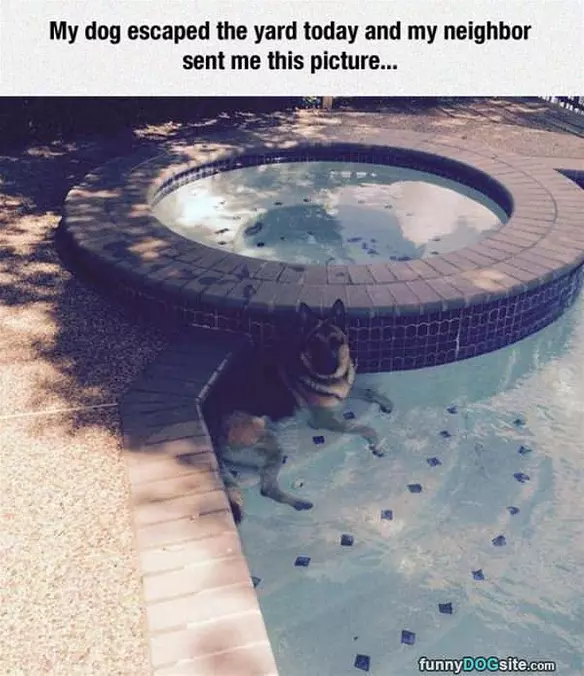 Dog-escaped