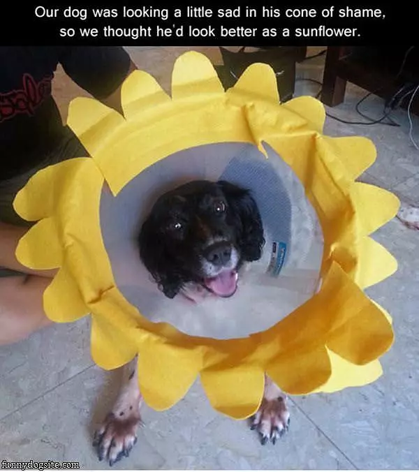 Sad Dog