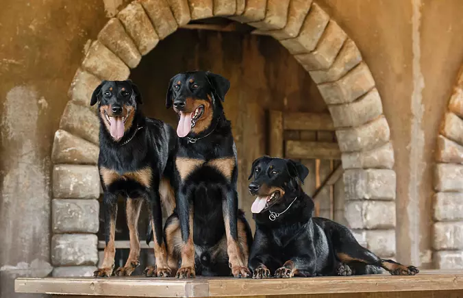 Beauceron Family
