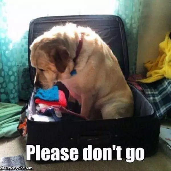 Please Dont Go