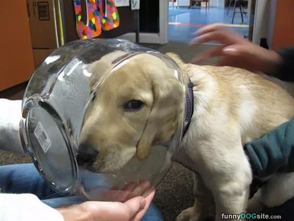 Head In A Bowl