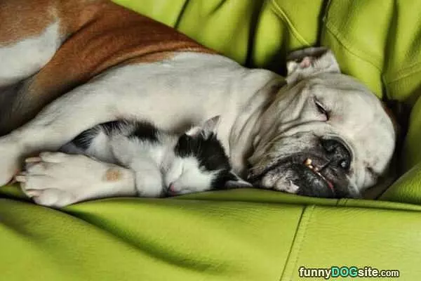 Protecting My Buddy