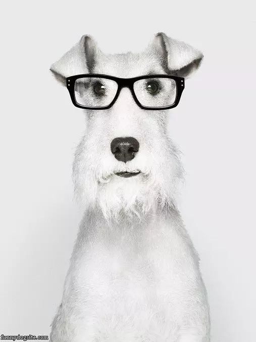 Sophisticated Dog