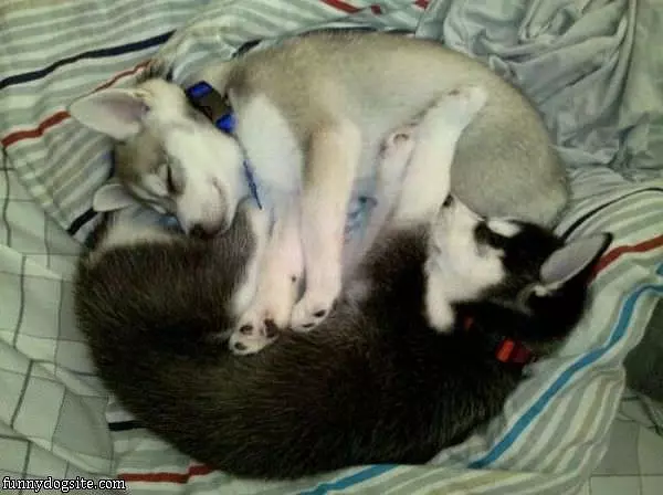 Sleeping In A Ball
