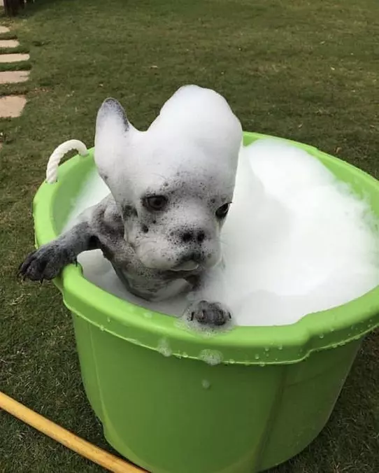 I Am A Soapy Dog
