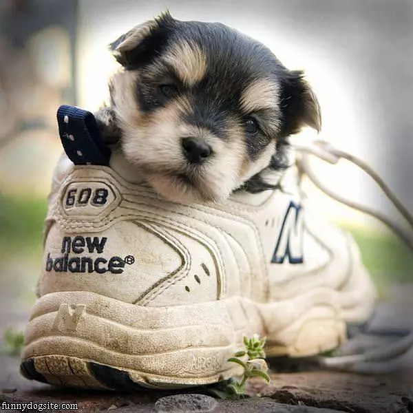 New Balance Puppy
