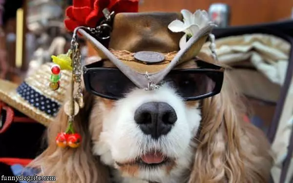 Dog Has Some Glasses