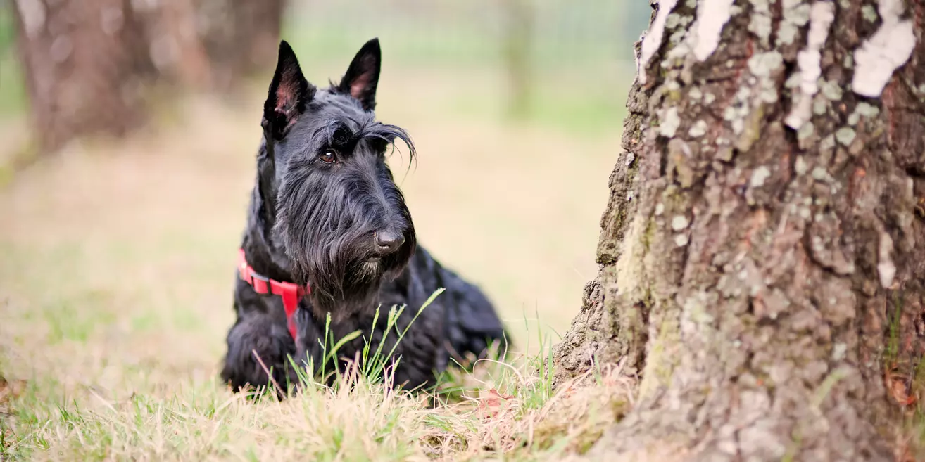 Scottish Terrier dog