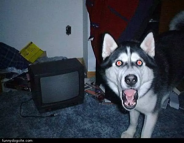 Omg-dog