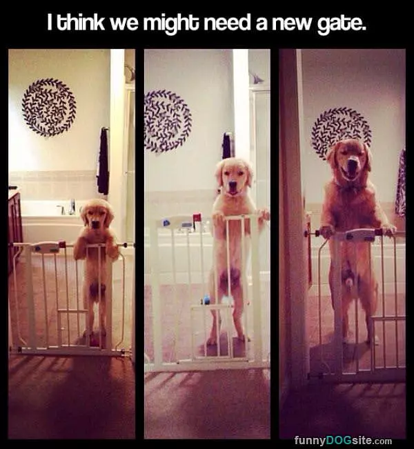 Growing Puppy