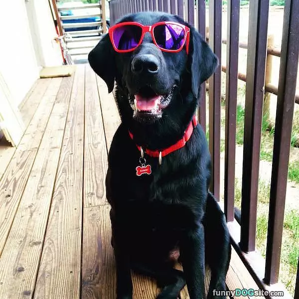 I Got Some Glassesa