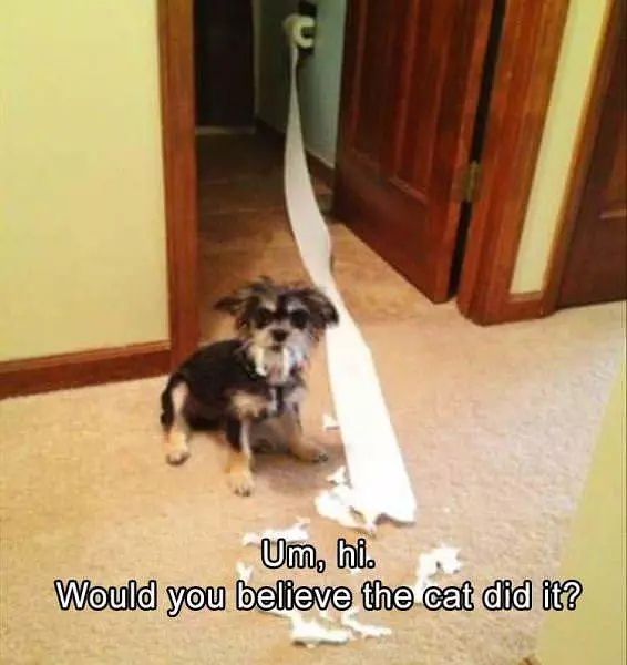 Would You Believe