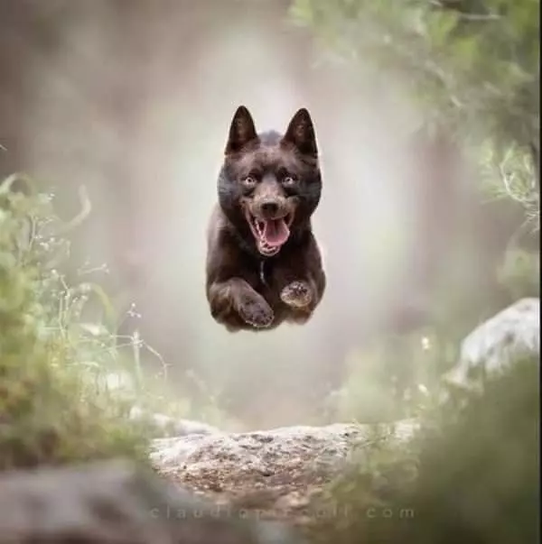 Almost Flying