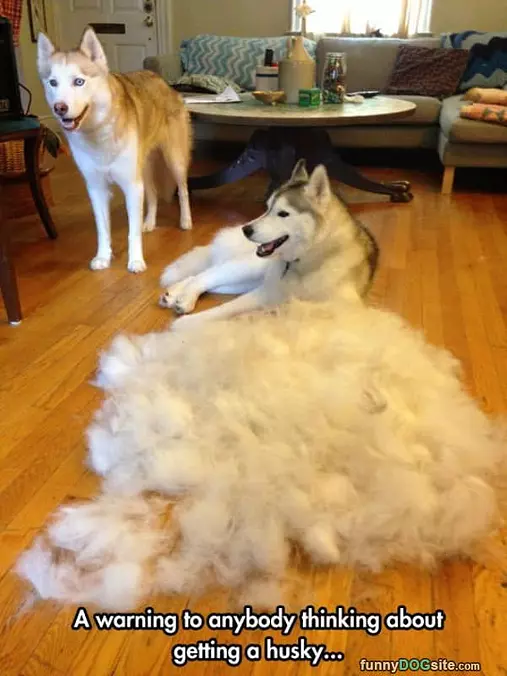 Husky Fur
