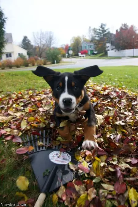 Dog Raking