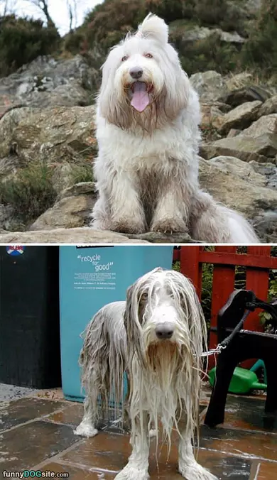 The Shaggy Bath