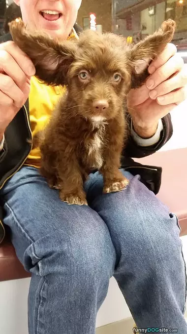 Fluffy Ears