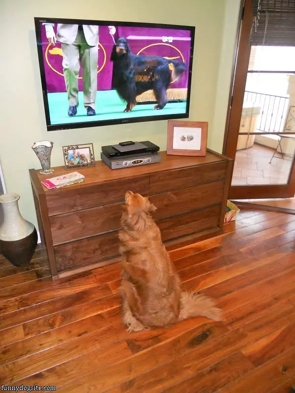 Watching The Dog Show