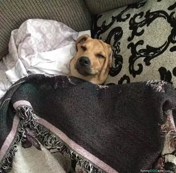 Tucked In