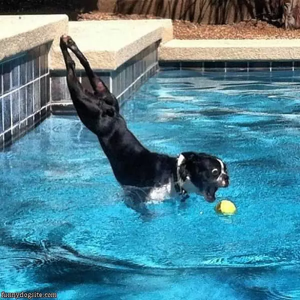 Pool Fetch