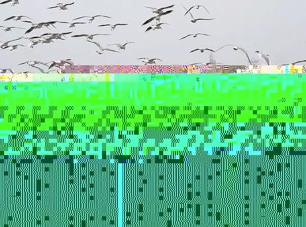 All The Birds