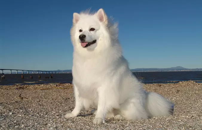 american eskimo dog