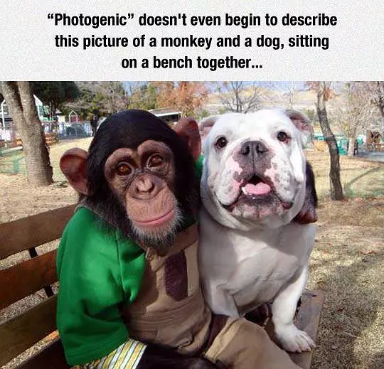 Photogenic