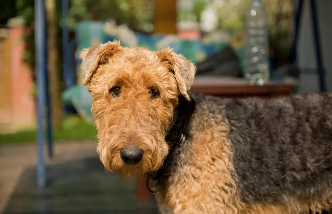 Airedale terrier