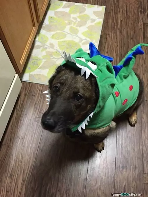 Dragon Dog