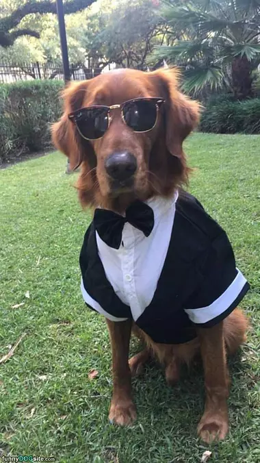 Nice Tux