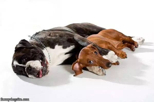 We Sleeps Funny