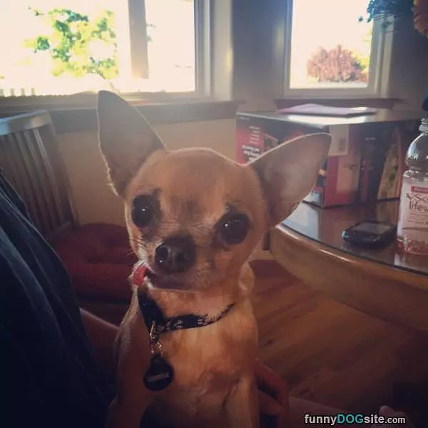Tongue Out Side Ways