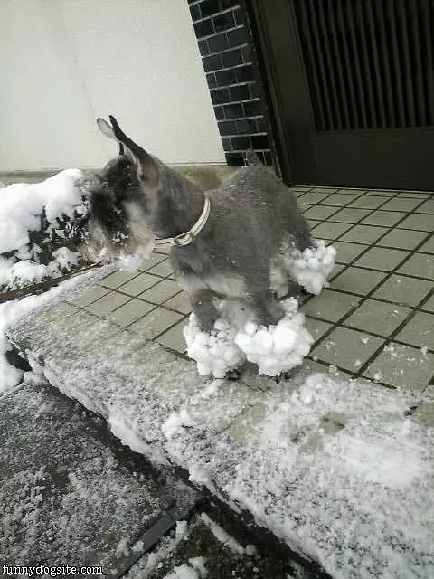 Do You Like My Snow Shoes