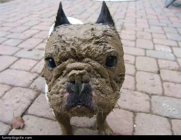 Muddy Dog