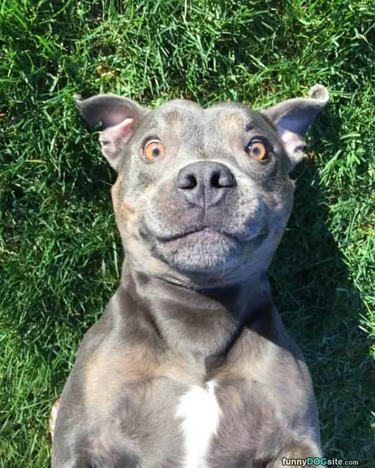 Big Smiles