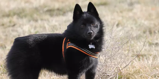Schipperke standing