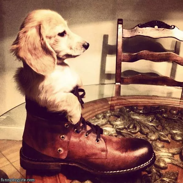 The Dog In The Shoe