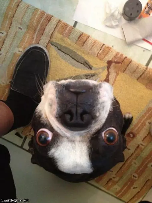 Oh Hai