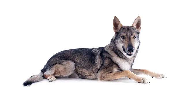 Czechoslovakian Vlcak