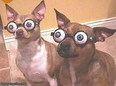 Glasses